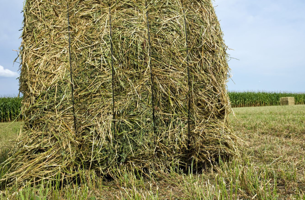 Alfalfa fina para vacas y ovejas: nutrición de calidad con Faustino Morrás S.L.