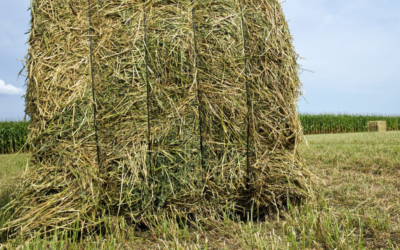 Alfalfa fina para vacas y ovejas: nutrición de calidad con Faustino Morrás S.L.