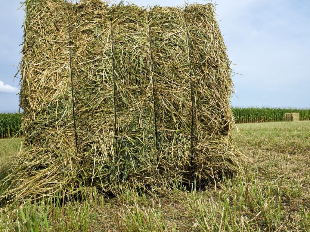 alfalfa fina faustino morras