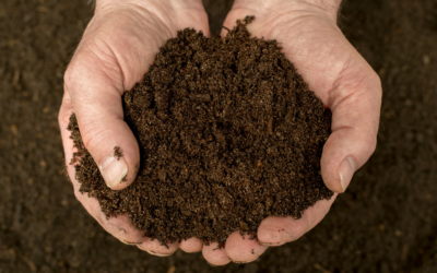 Compost para champiñón de alta calidad con Faustino Morrás S.L.