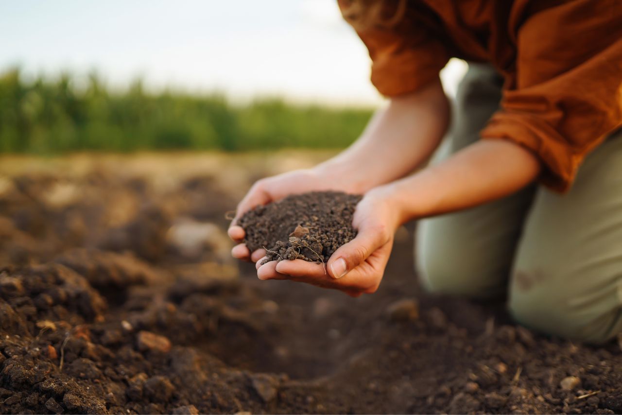 COMPOST PARA CHAMPIÑÓN