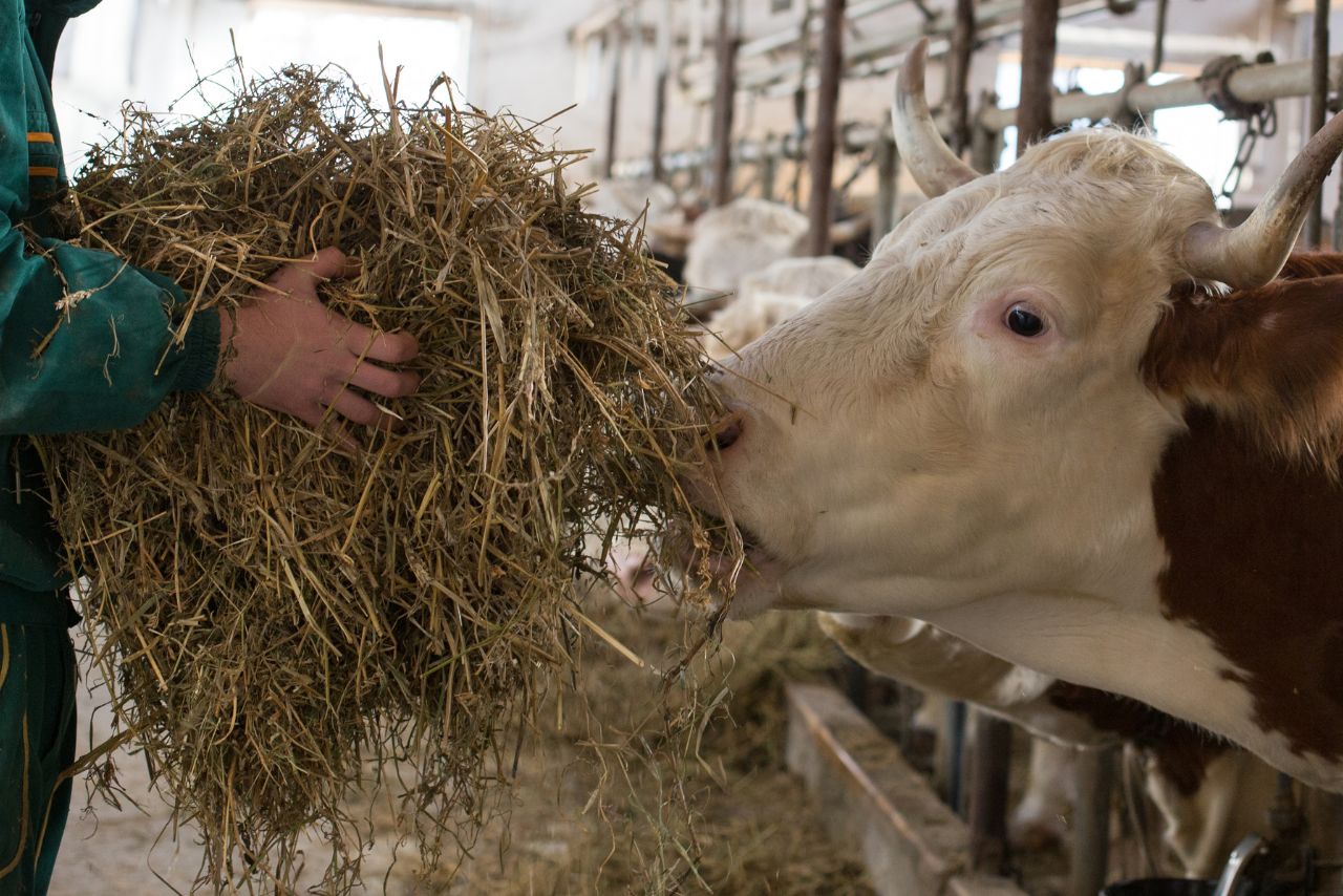 Alfalfa fina para vacas y ovejas