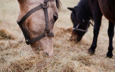 Los forrajes para el caballo