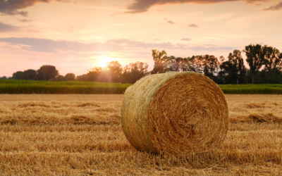 Estrategias para la alimentación del ganado en épocas de sequía