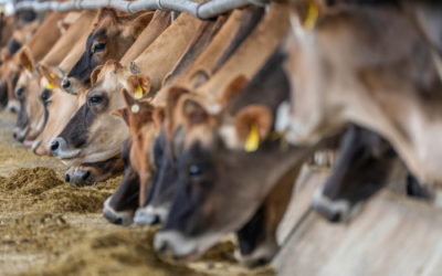 Cómo reducir pérdidas de nutrientes en el ensilado de forraje