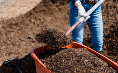 Compost para champiñón: mejora tu suelo con una solución sostenible y rentable 🌱