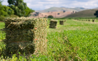 Mezclas de avena y alfalfa para vacas lecheras: nutrición completa y mayor rendimiento