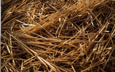 Producción de silaje de alfalfa de alta calidad paso a paso