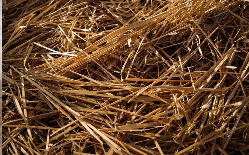 Diseño sin título – 2025-11-05T153931.779