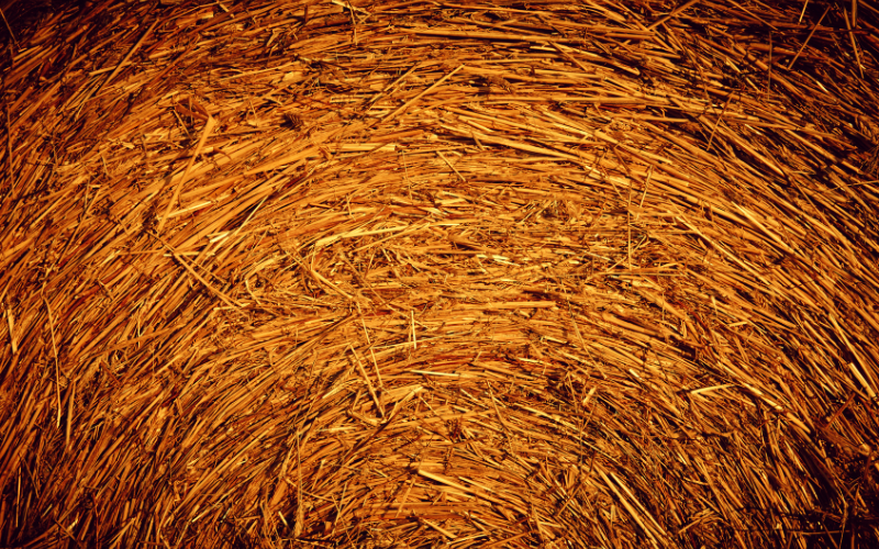 Beneficios del forraje de avena y guisantes para ovino y bovino